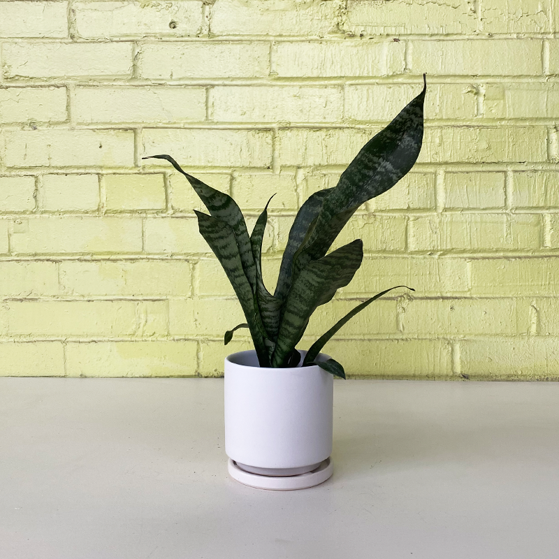 sansevieria omake Sansevieria 'Zeylanica'