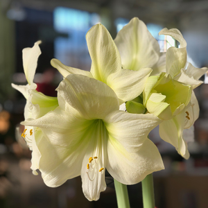 Amaryllis Potting Workshop