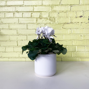 Cyclamen White