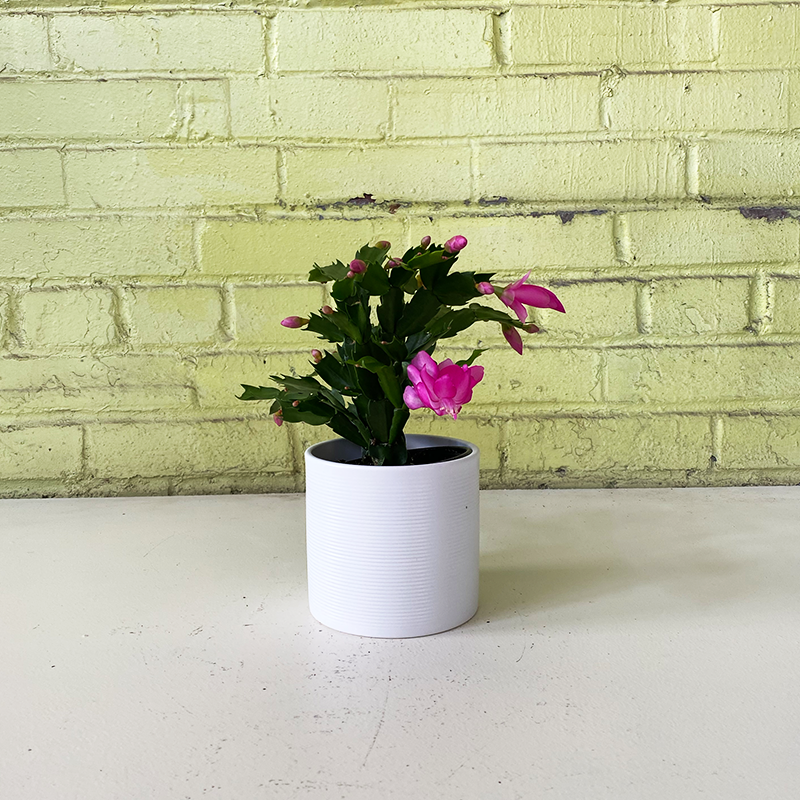 Zygocactus Light Pink