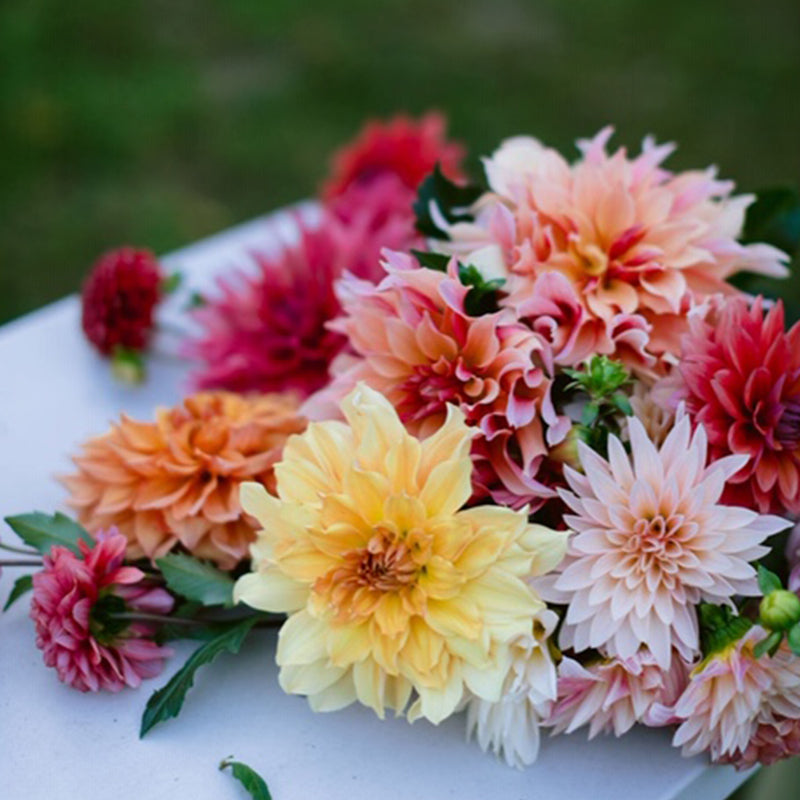Dividing Dahlia Tubers