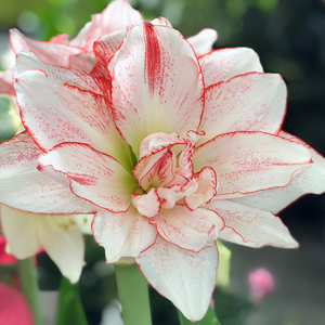 Amaryllis Potting Workshop