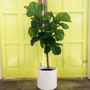 Ficus lyrata Standard