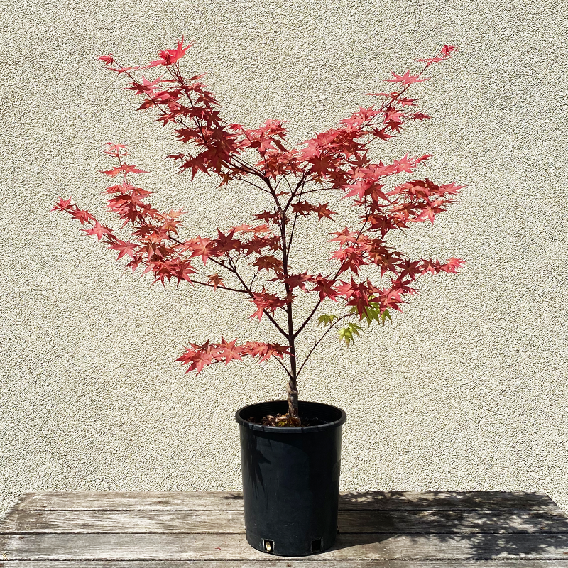 Acer palm 'Shin deshojo' #1