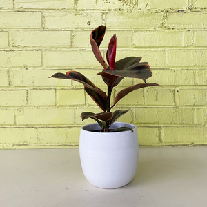 Ficus elastica 'Ruby'