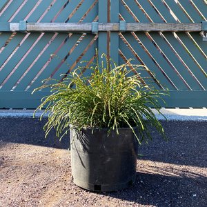 Thuja plica 'Whipcord'