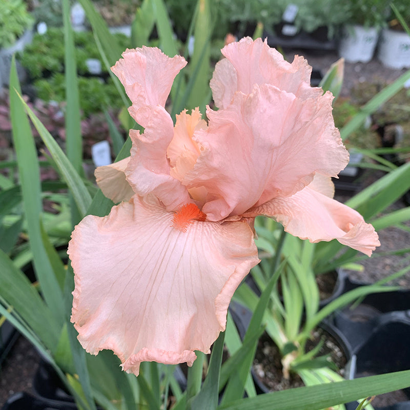 Iris 'Lenora Pearl' G01