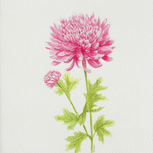 Watercolor Chrysanthemum