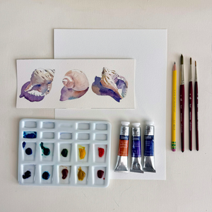 Watercolor Shell Study