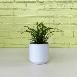 Lemon Button Fern