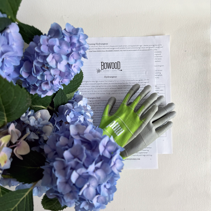 Hydrangeas 101