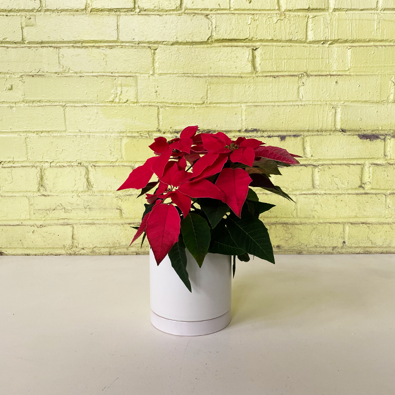 Poinsettia Princettia Red