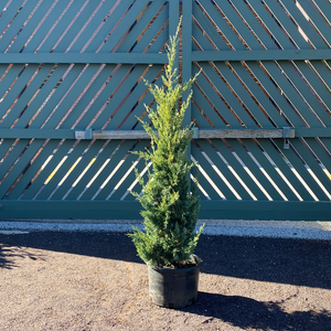 Juniperus chi 'Trautman'