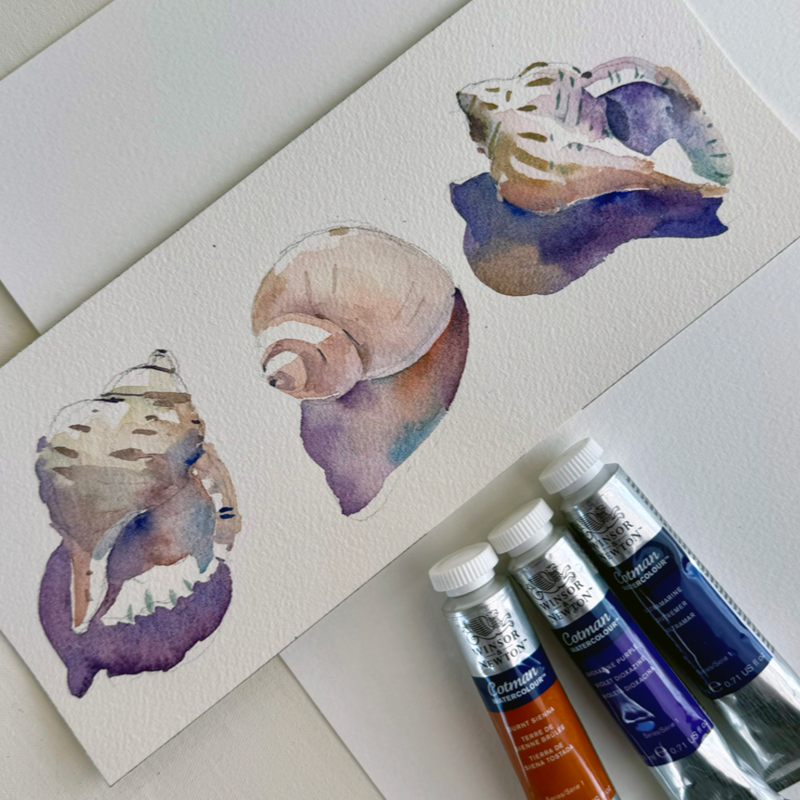 Watercolor Shell Study