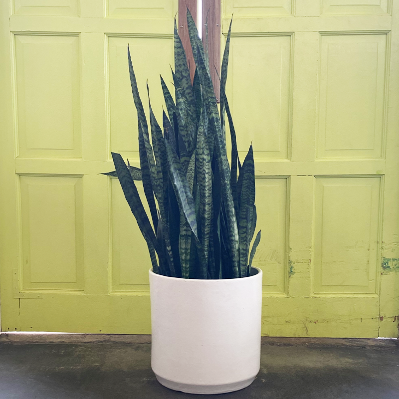 green mermaid sansevieria Sansevieria 'Zeylanica'