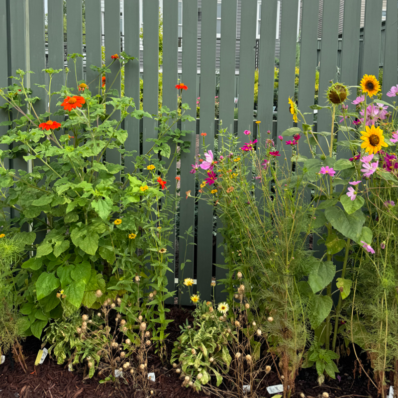 Lessons from the Alley Garden