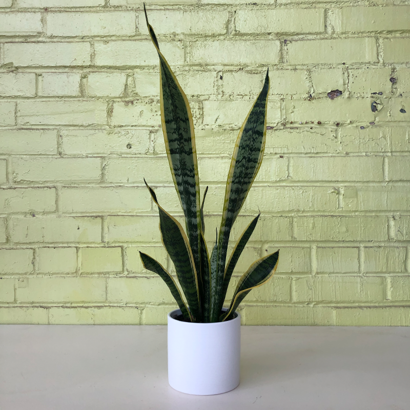 sansevieria braunii Sansevieria 'Laurentii'