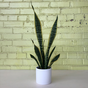 Sansevieria 'Laurentii'