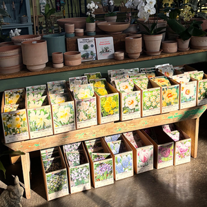 Planting Fall Bulbs in Perennial Gardens