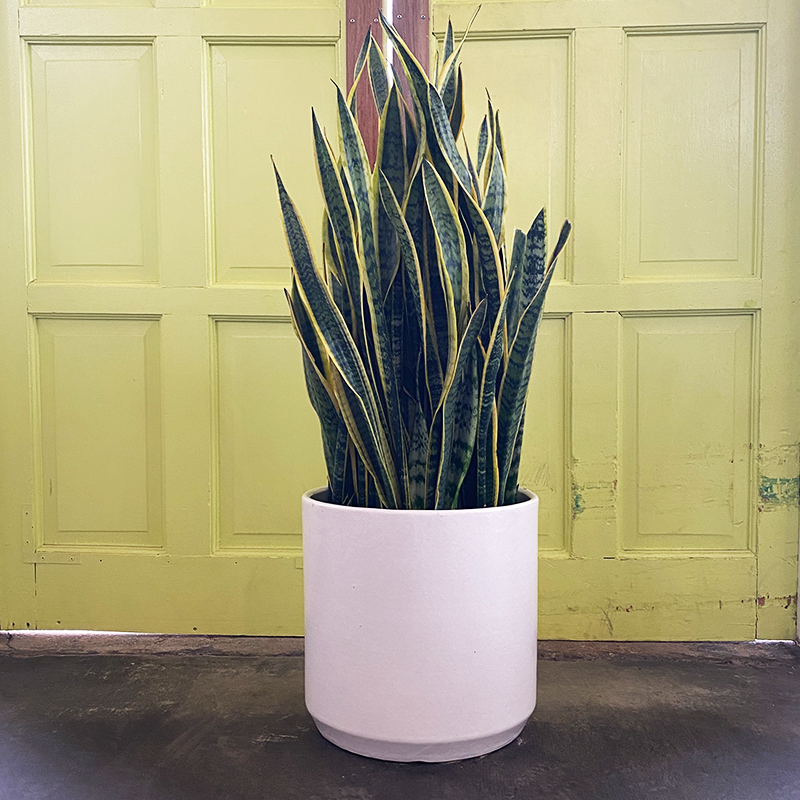 sansevieria humiflora Sansevieria 'Laurentii'