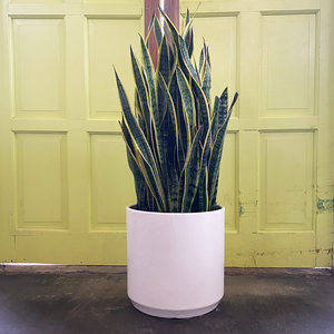 Sansevieria 'Laurentii'