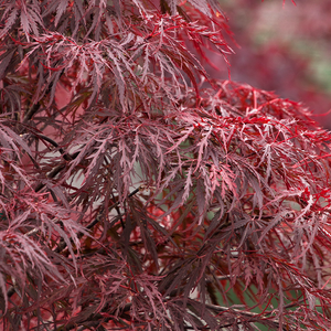 Acer palm dis 'Red Dragon'