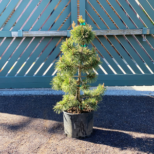 Pinus conto 'Taylor's Sunburst'