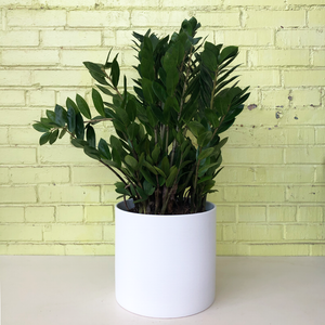 Zamioculcas