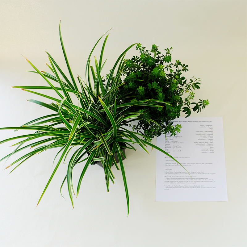 Perennial Maintenance: Dividing & Transplanting