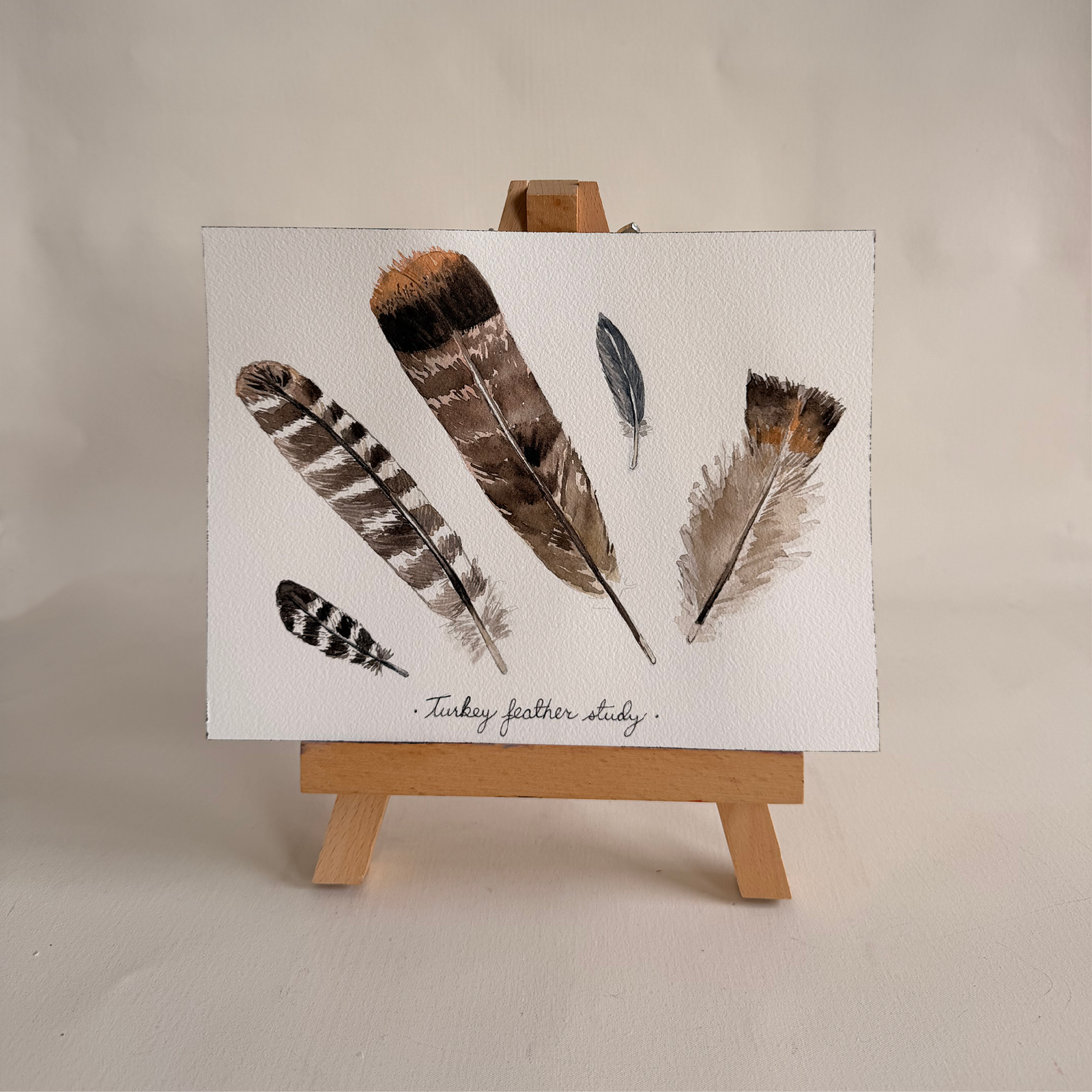 Watercolor Turkey Feather Study