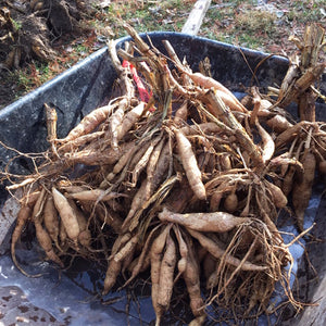 Dividing Dahlia Tubers