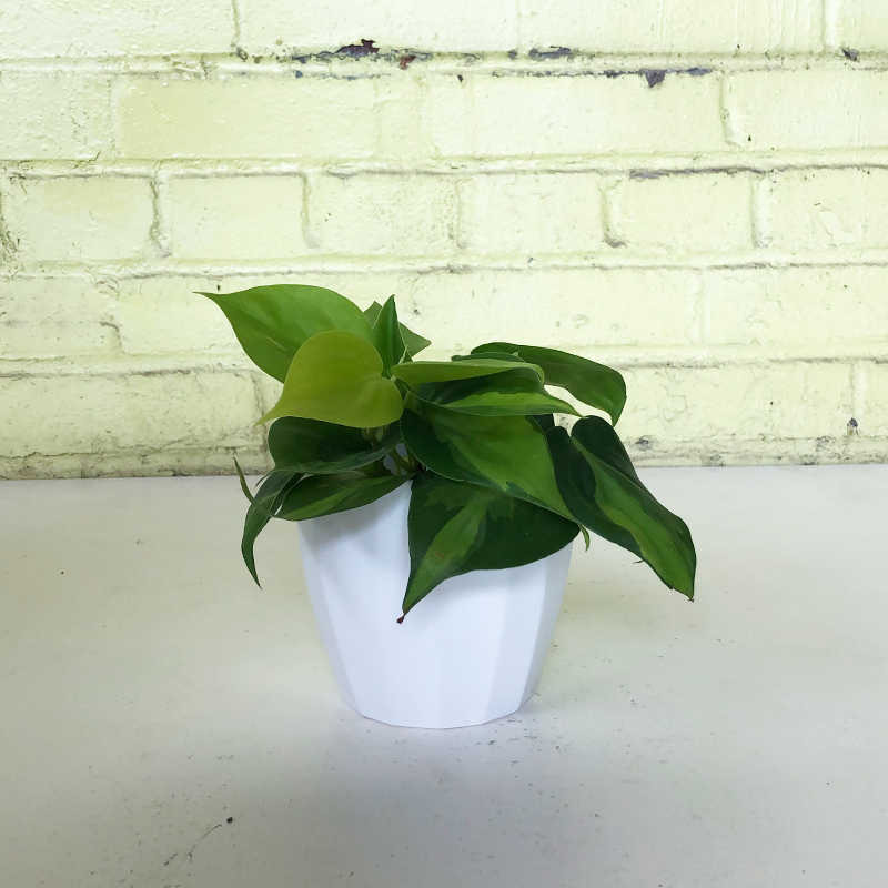 Philodendron 'Brasil'