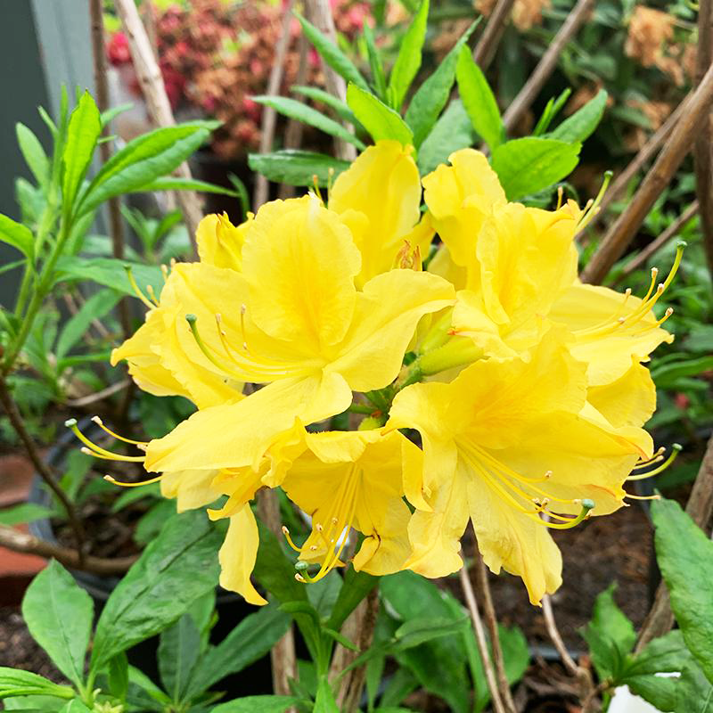 Azalea 'Lemon Lights'