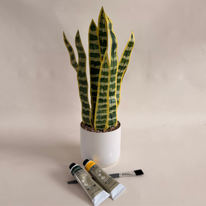 Paper Snake Plant Workshop