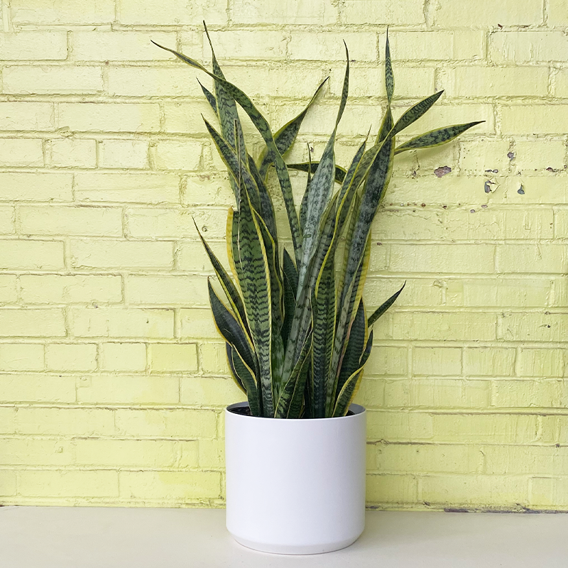 prm sansevieria Sansevieria 'Laurentii'