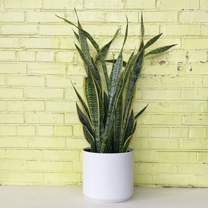 Sansevieria 'Laurentii'