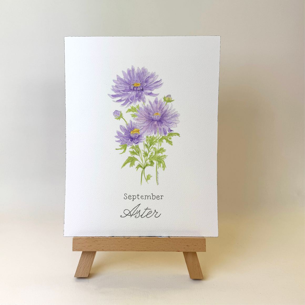 Watercolor Aster