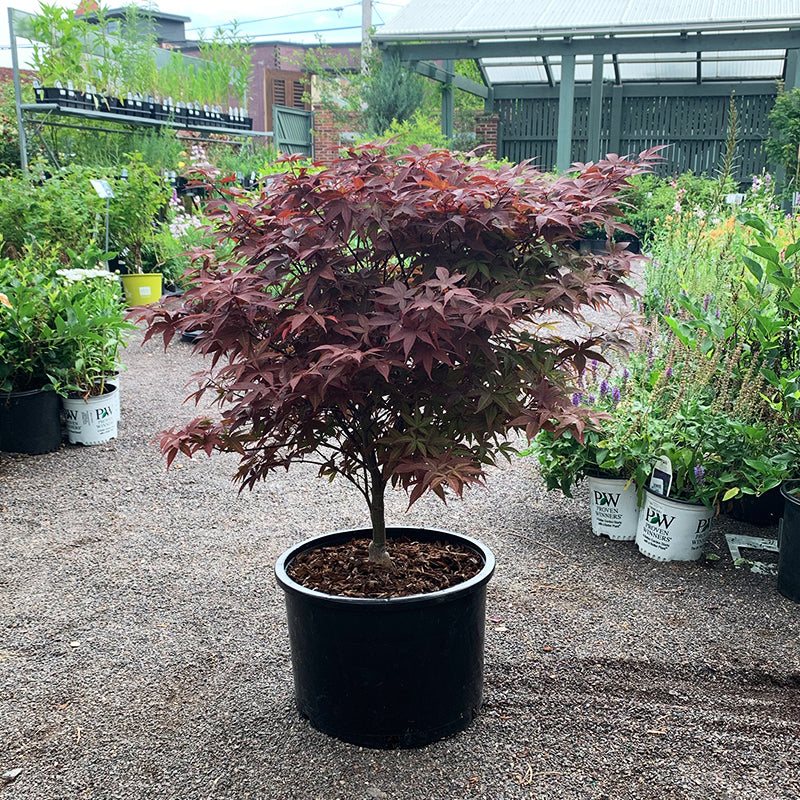Acer palm 'Rhode Island Red'