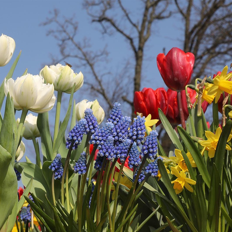 Planting Fall Bulbs in Perennial Gardens