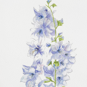 Watercolor Larkspur