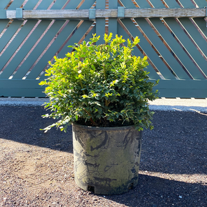 Buxus 'Green Velvet'