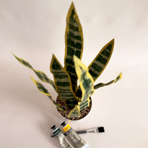 Paper Snake Plant Workshop