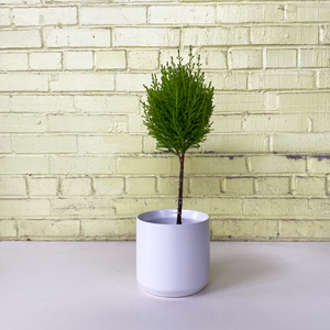 Lemon Cypress Topiary