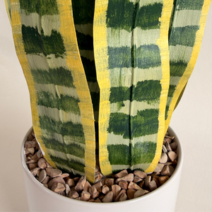 Paper Snake Plant Workshop