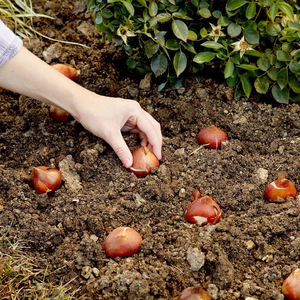 Planting Fall Bulbs in Perennial Gardens