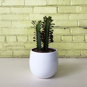 Euphorbia trigona 'Rubra'