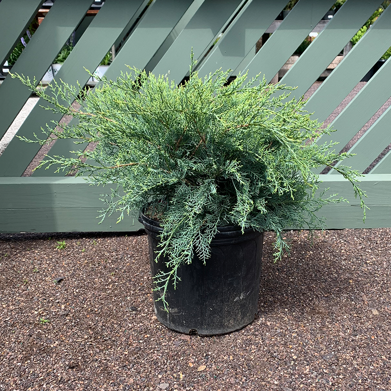 Juniperus vir 'Grey Owl'