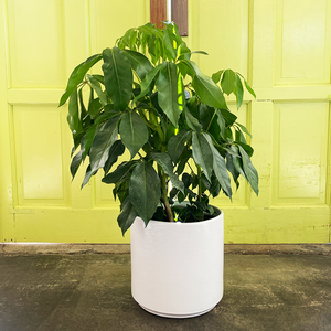 Schefflera 'Amate' 10"