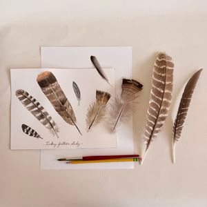 Watercolor Turkey Feather Study