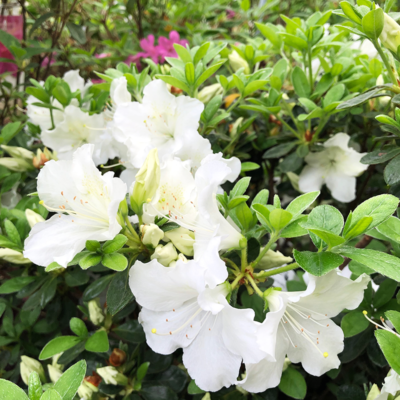 Azalea 'Girard Pleasant White'